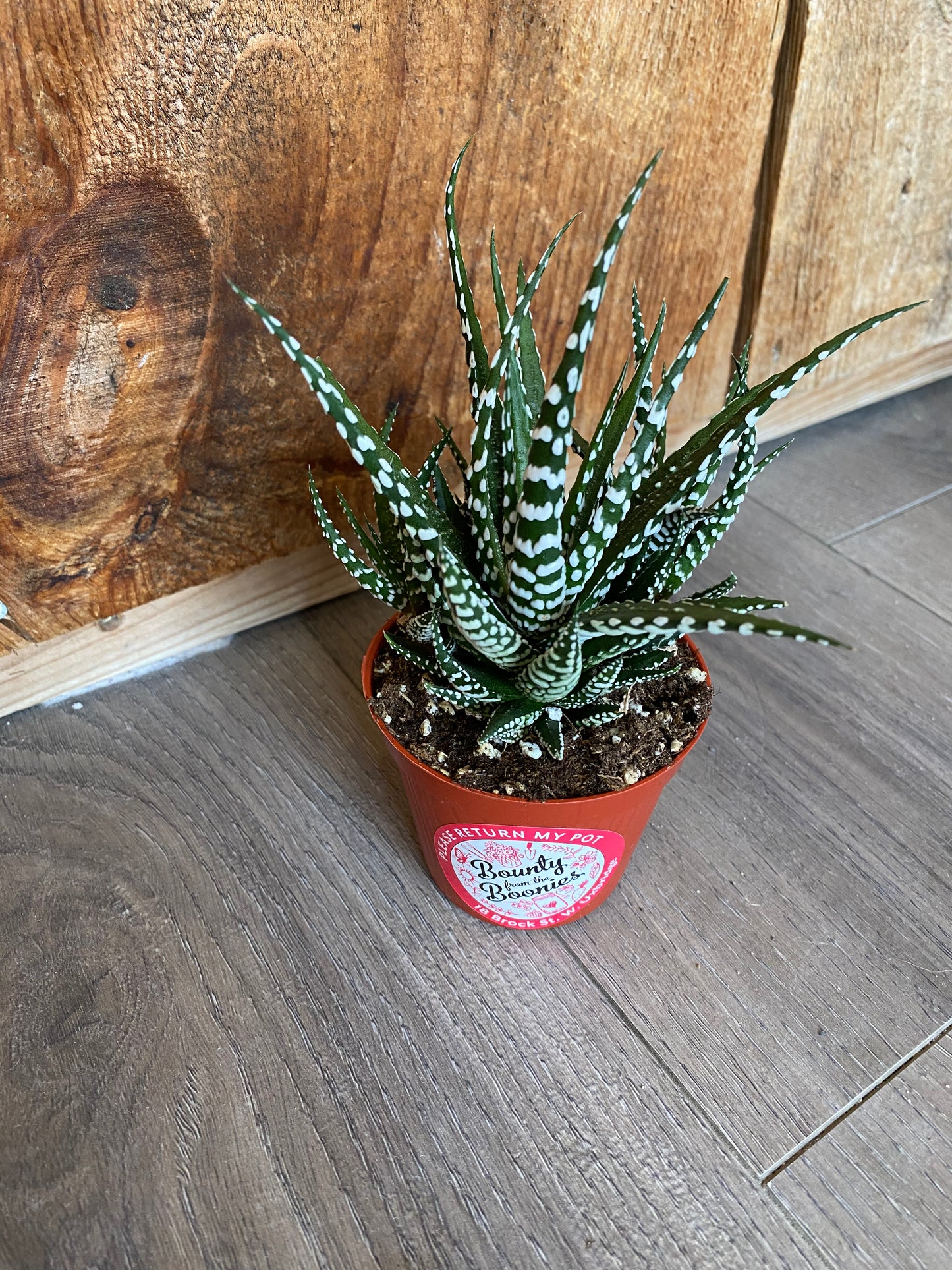 Haworthia Attenuata