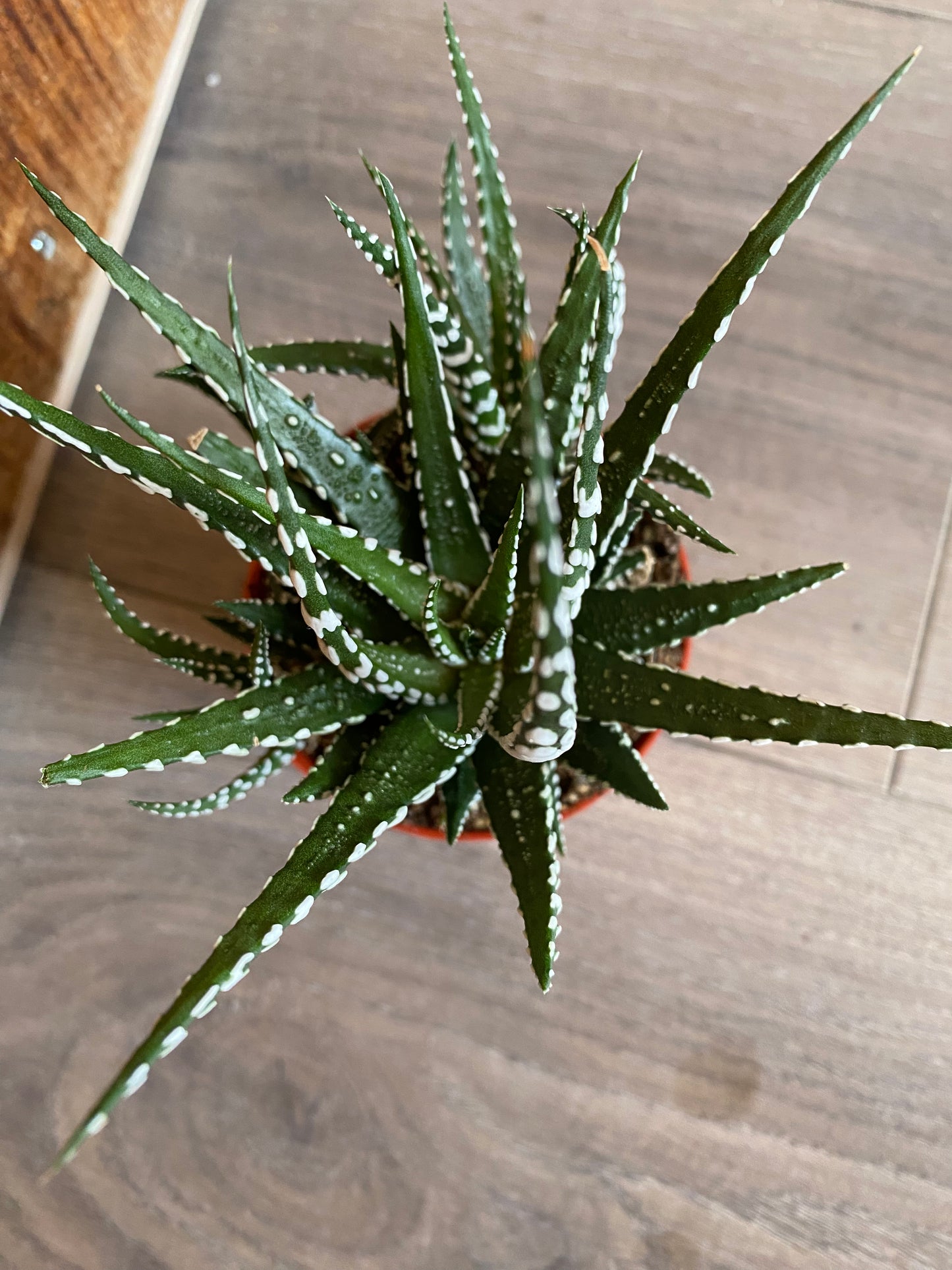 Haworthia Attenuata