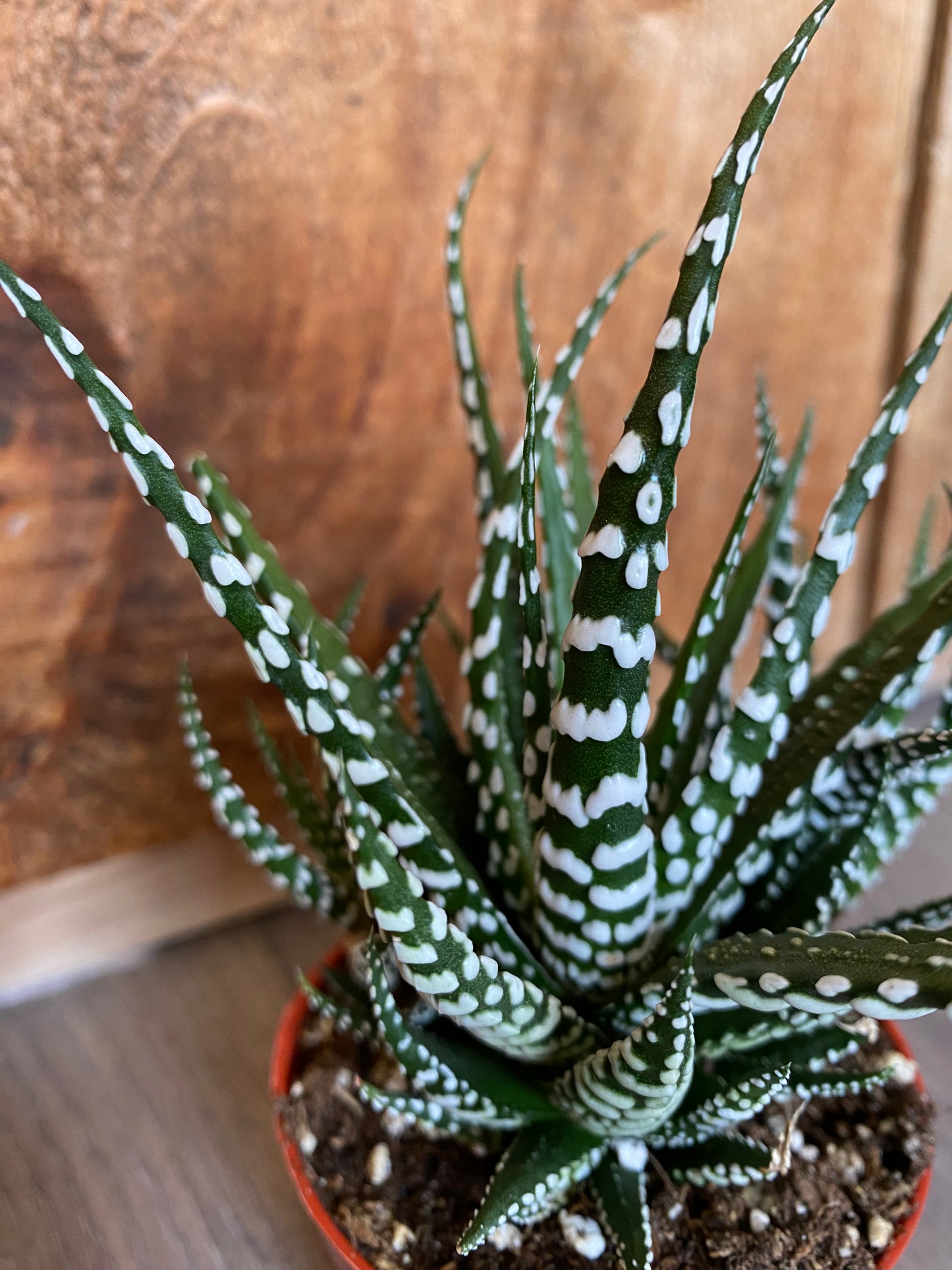 Haworthia Attenuata