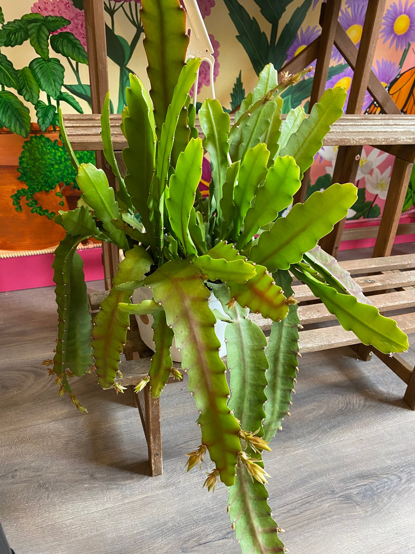 Orchid Cactus