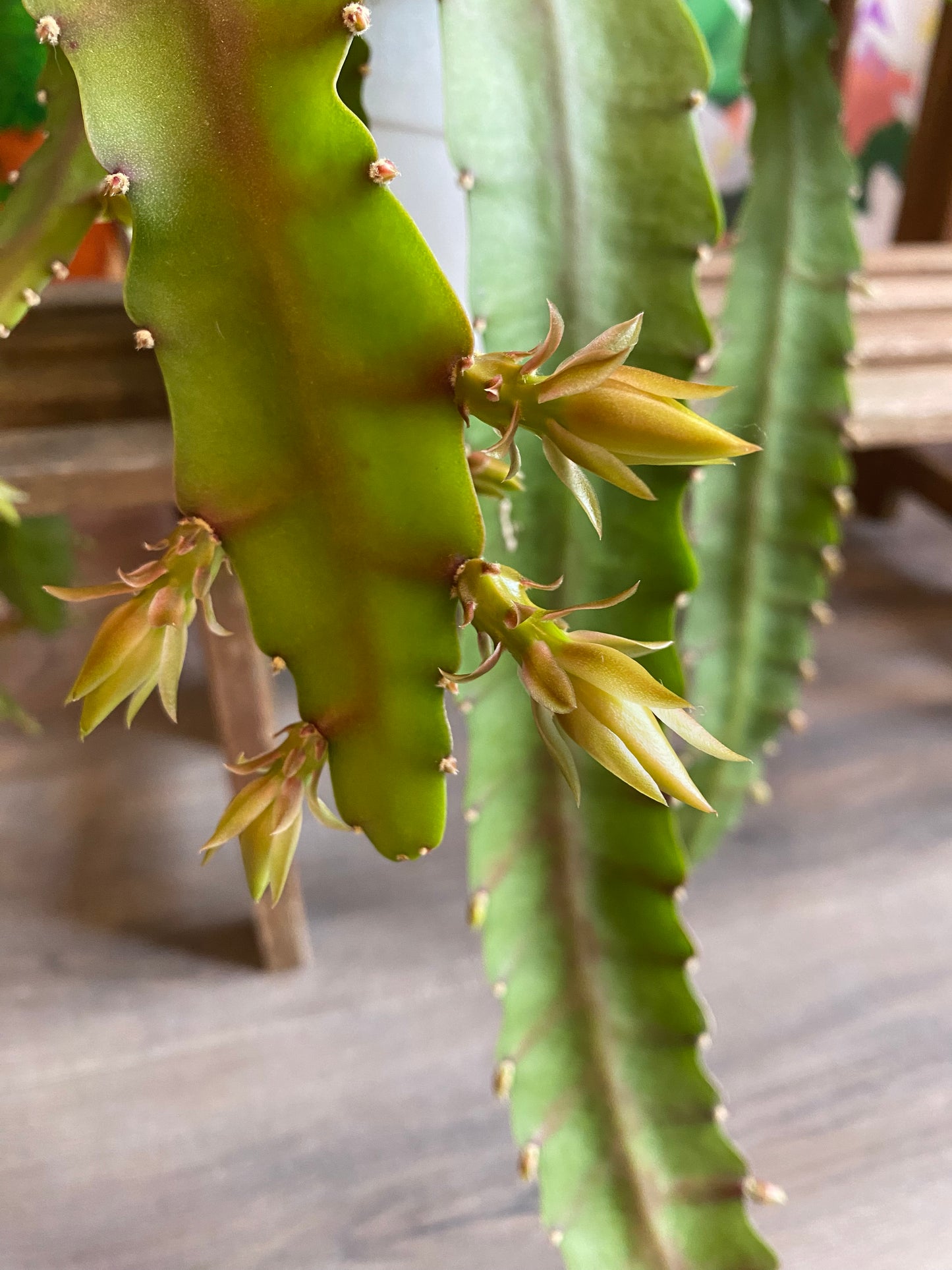 Orchid Cactus