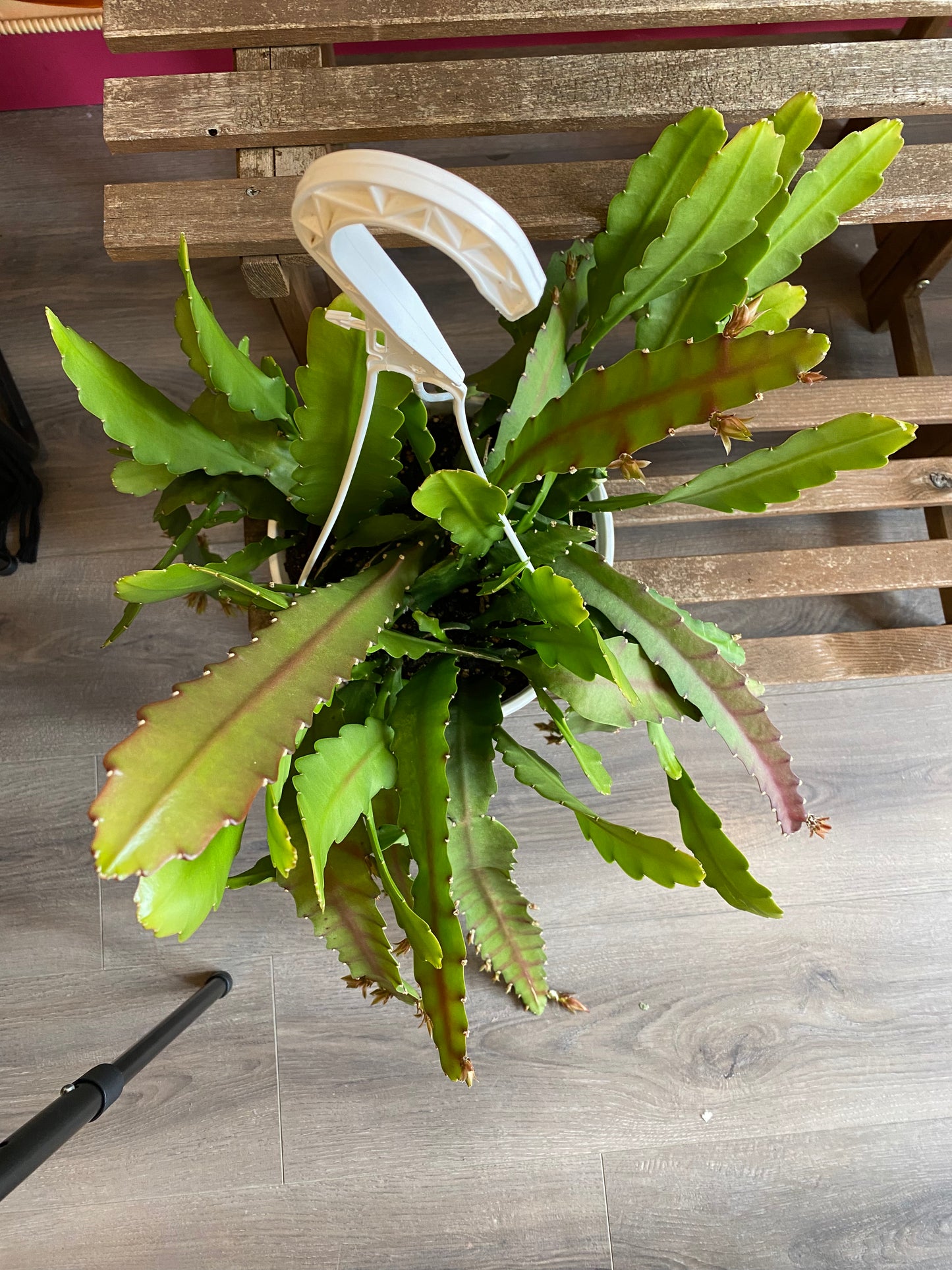 Orchid Cactus