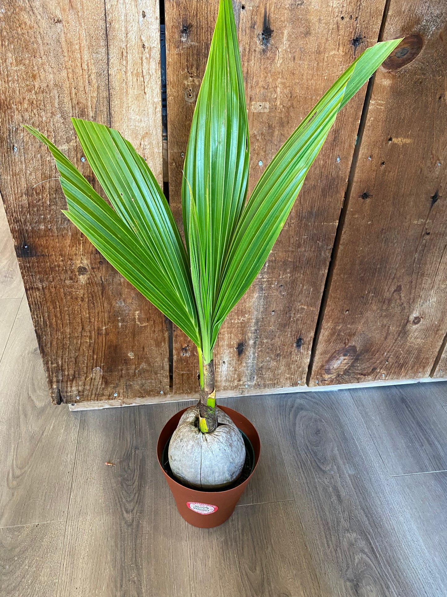 Coconut Palm