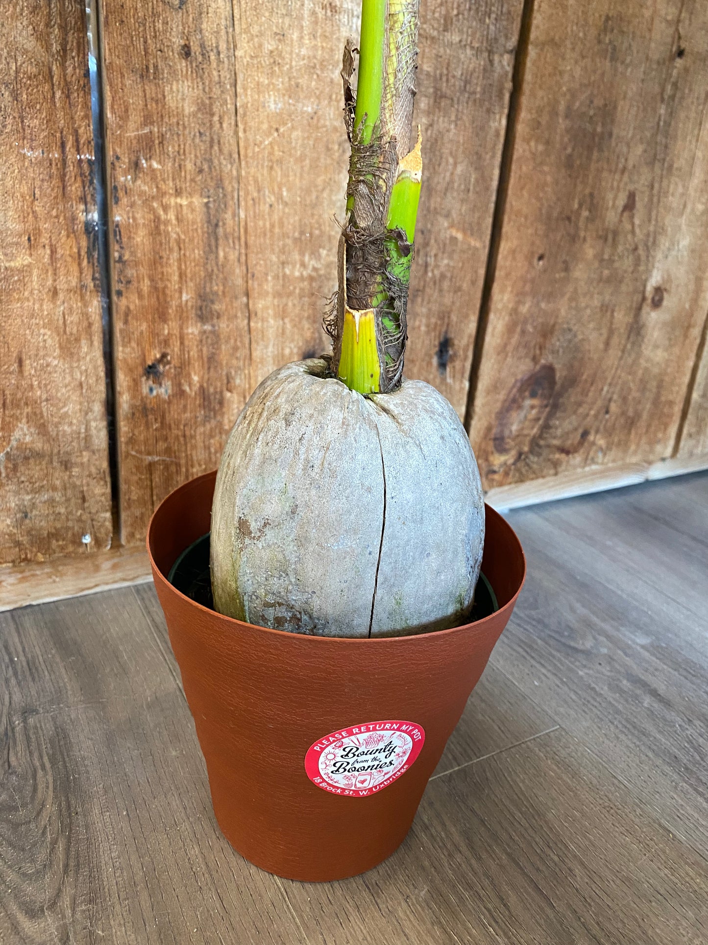 Coconut Palm