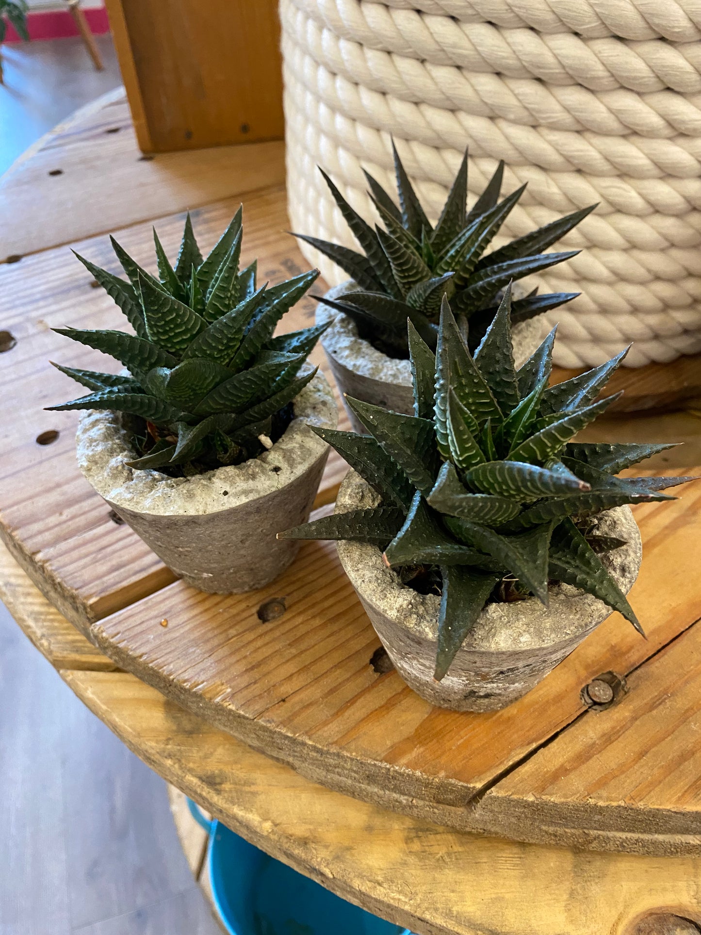 Concrete Potted Succulents