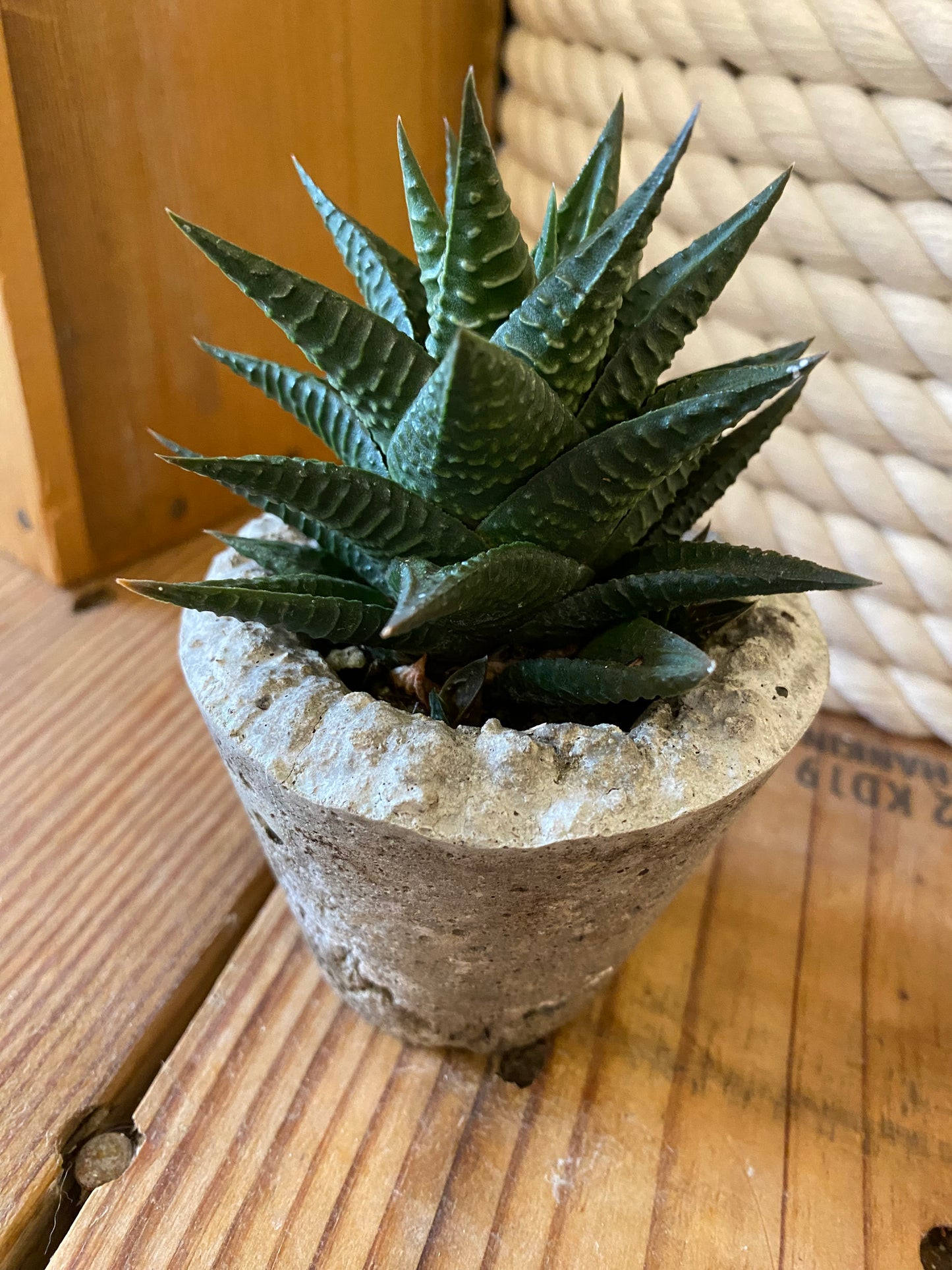 Concrete Potted Succulents