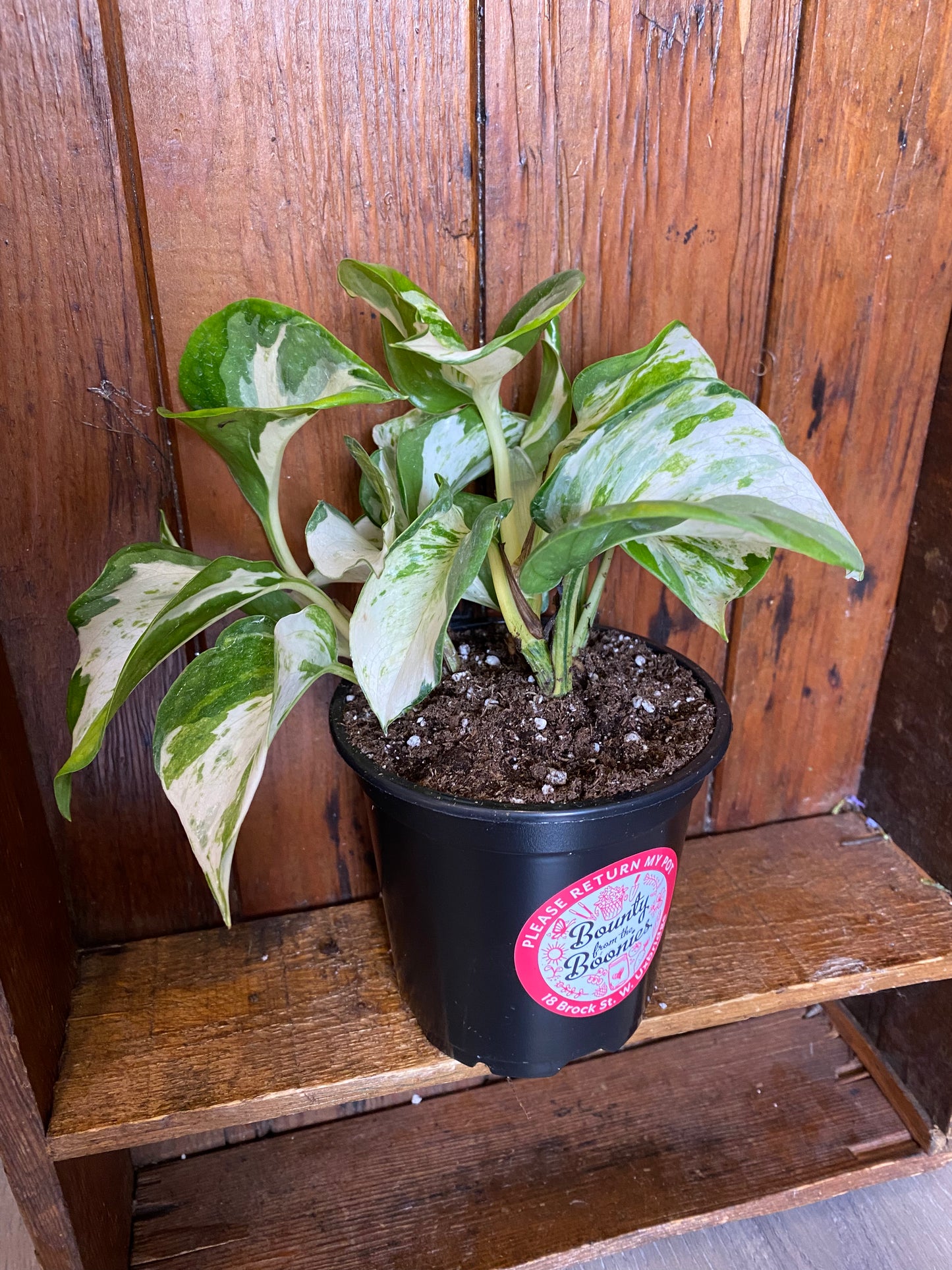 Pothos - Manjula