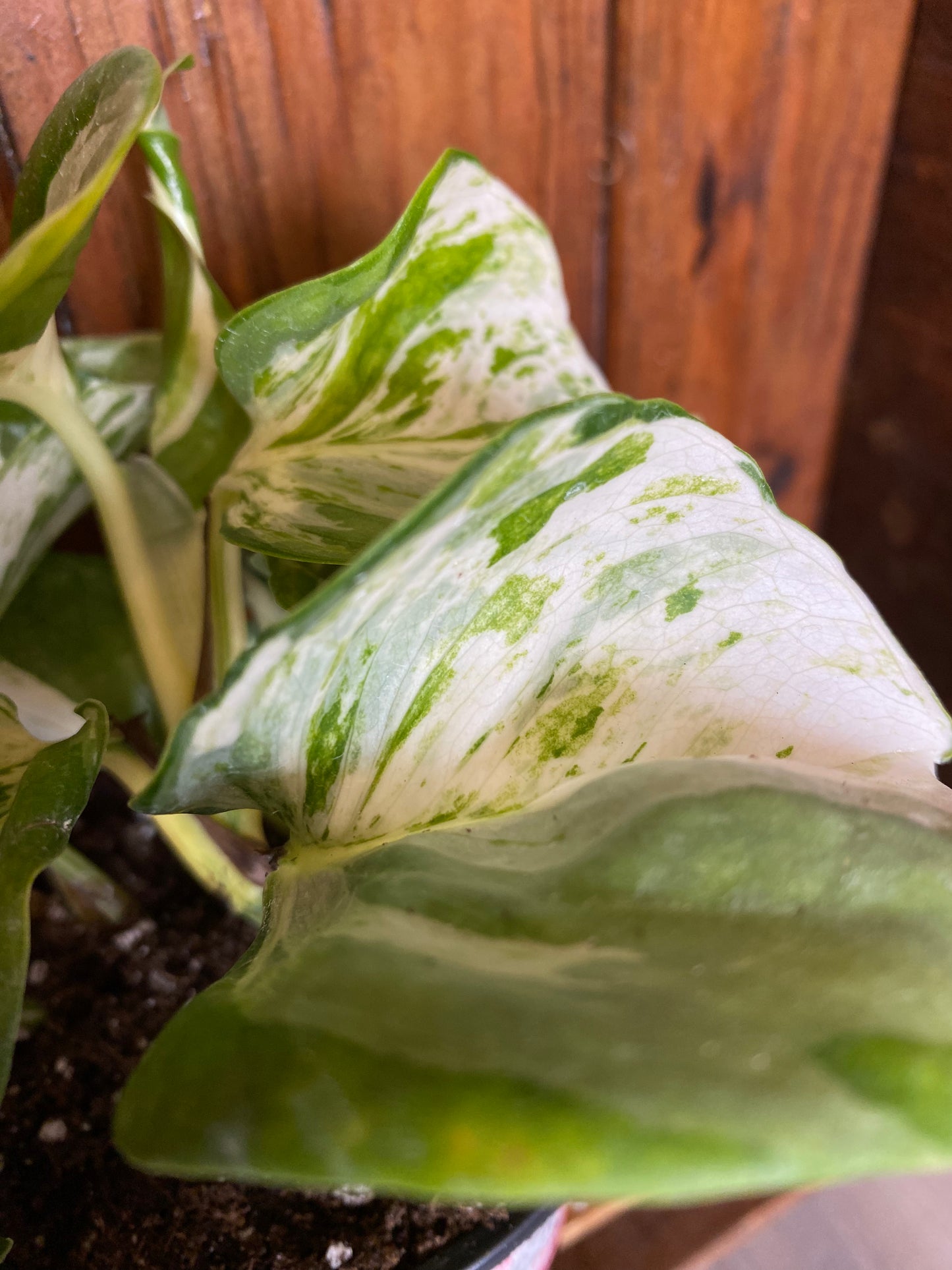 Pothos - Manjula