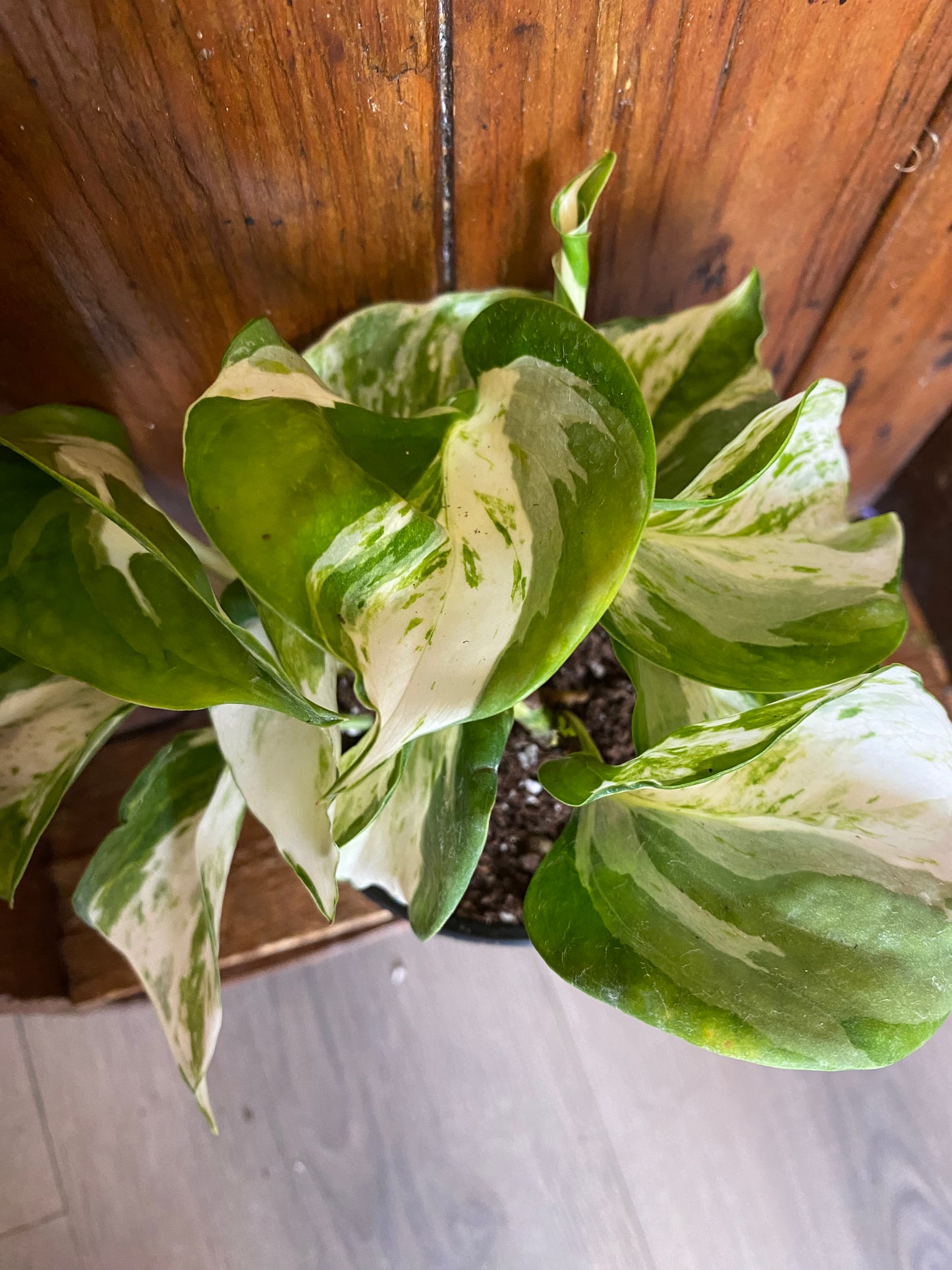 Pothos - Manjula