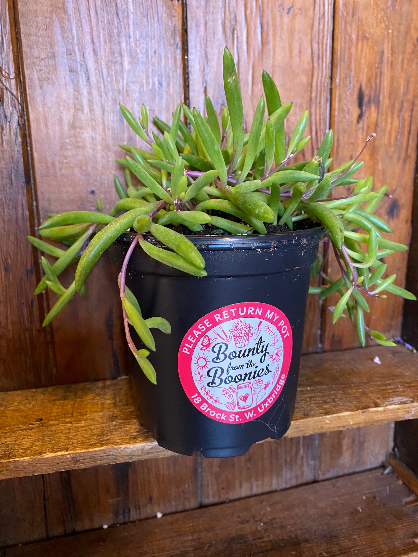 String of Bananas - Purple Flush 3”