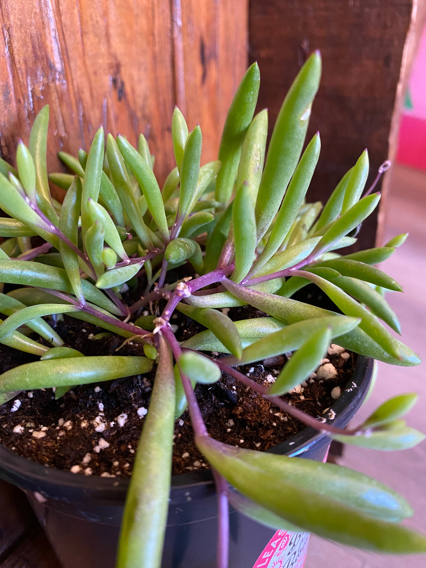 String of Bananas - Purple Flush 3”