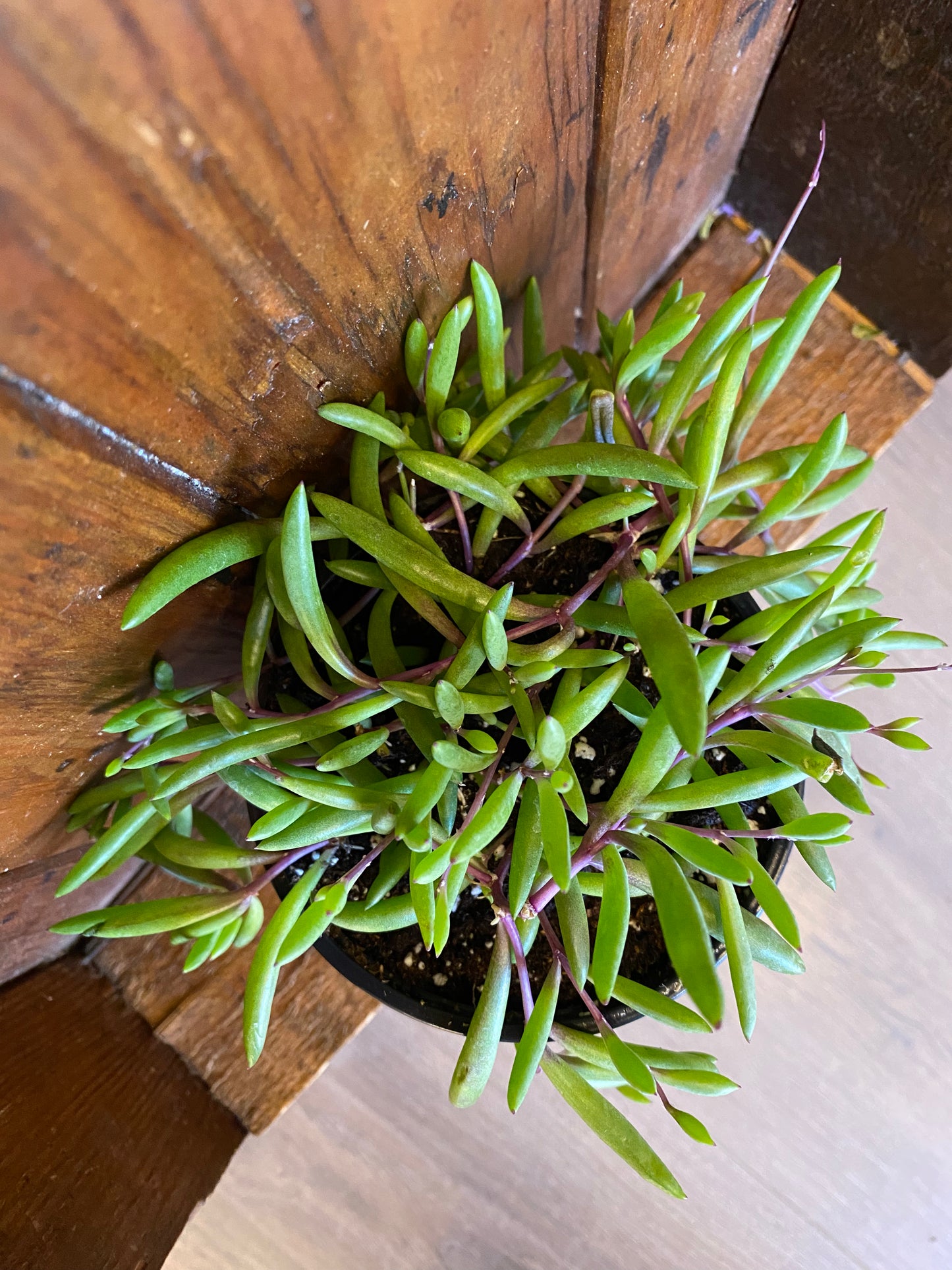 String of Bananas - Purple Flush 3”