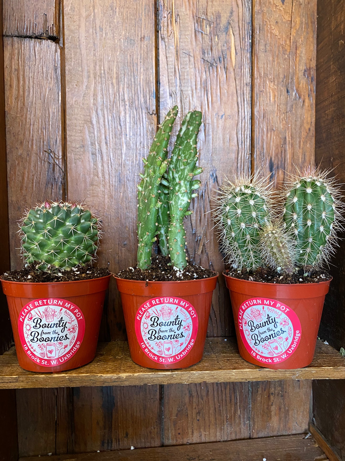 Assorted Cacti