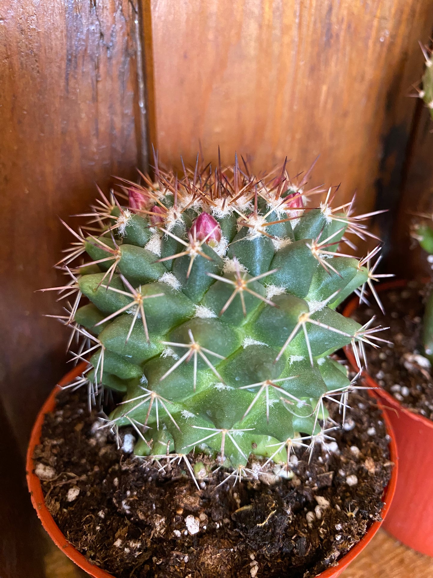 Assorted Cacti