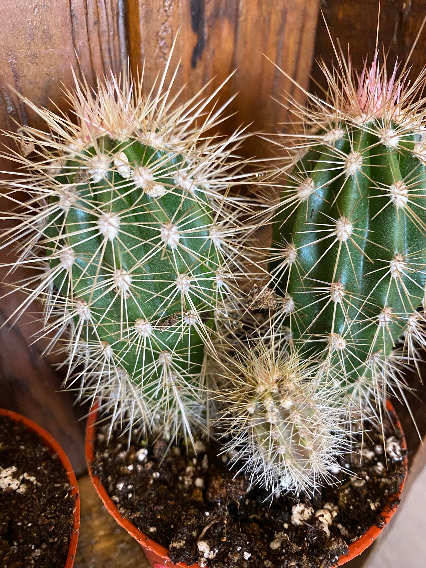 Assorted Cacti