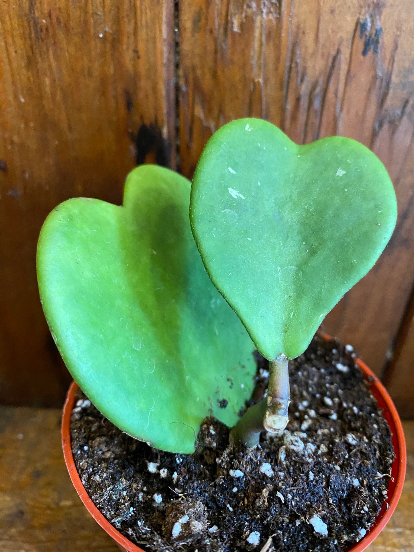 Sweet Heart - Hoya Kerri