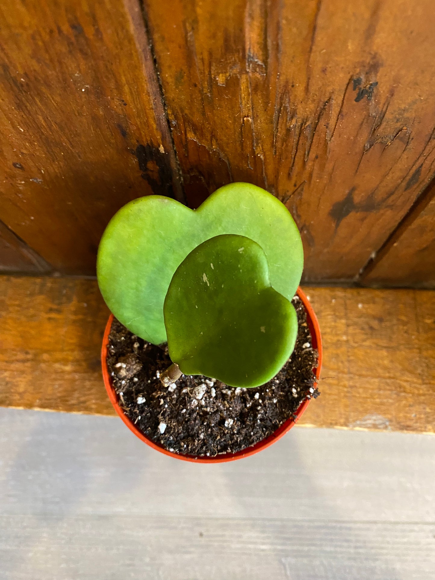 Sweet Heart - Hoya Kerri