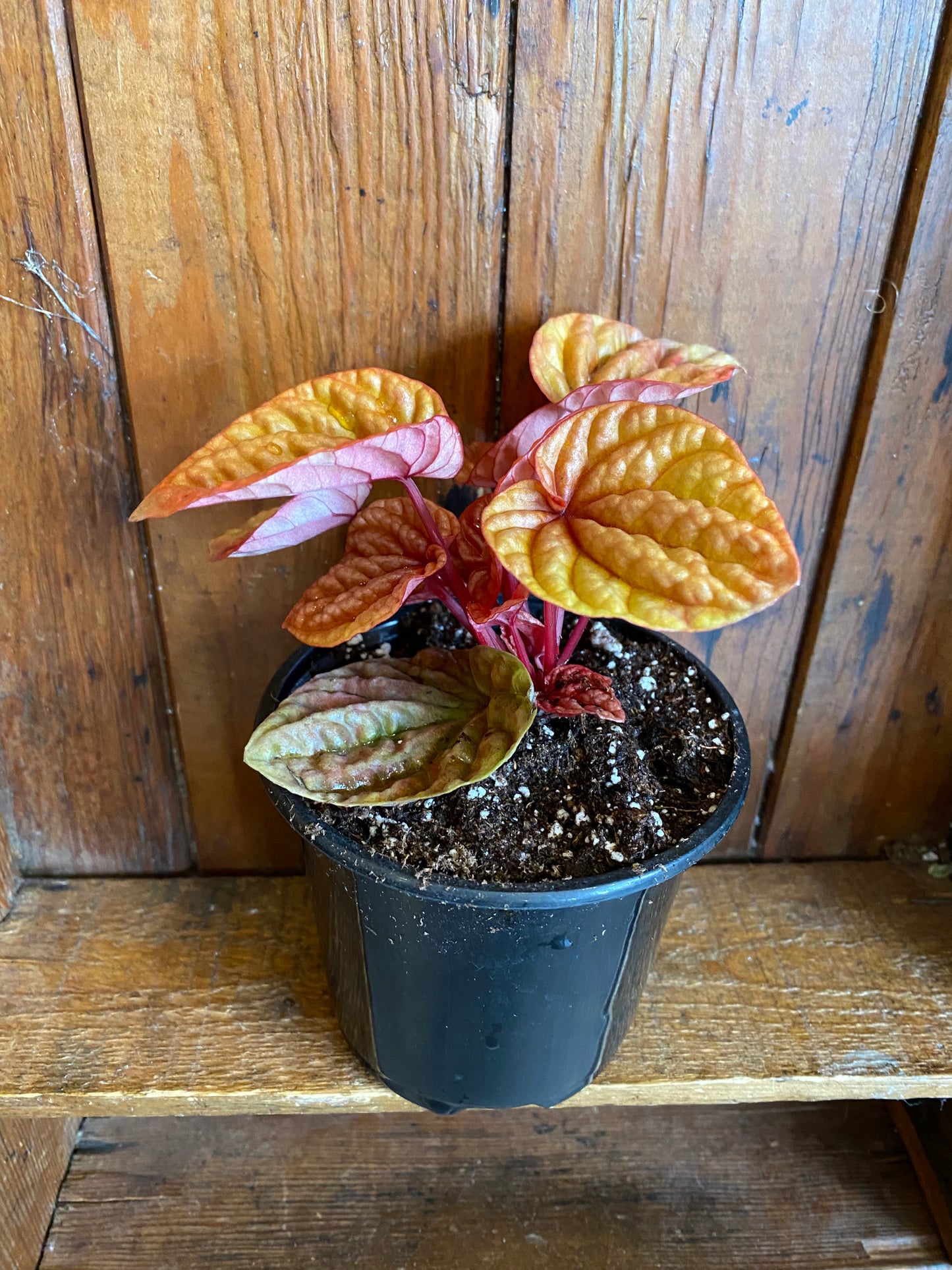 Peperomia Caperata - Quinto