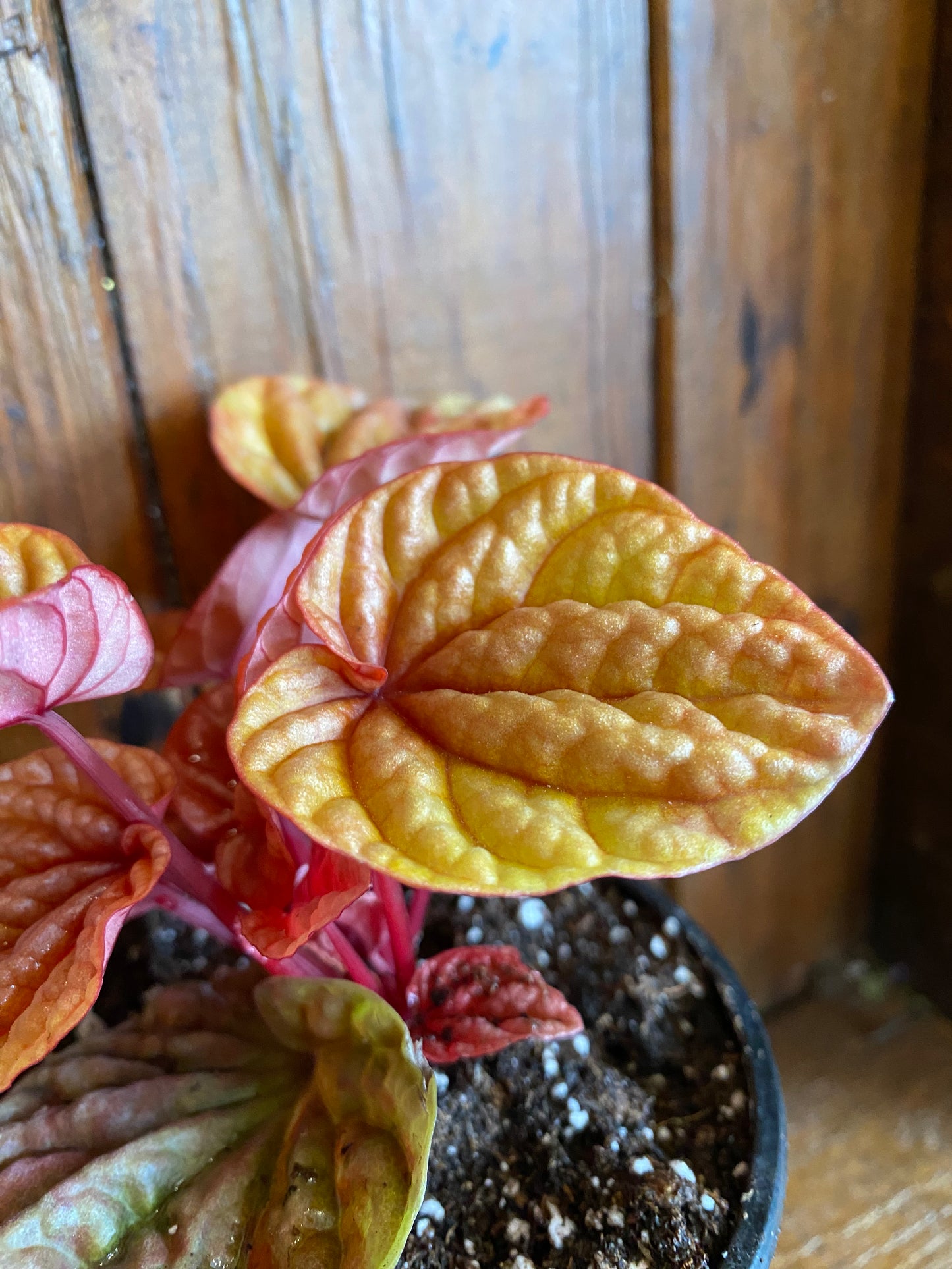 Peperomia Caperata - Quinto