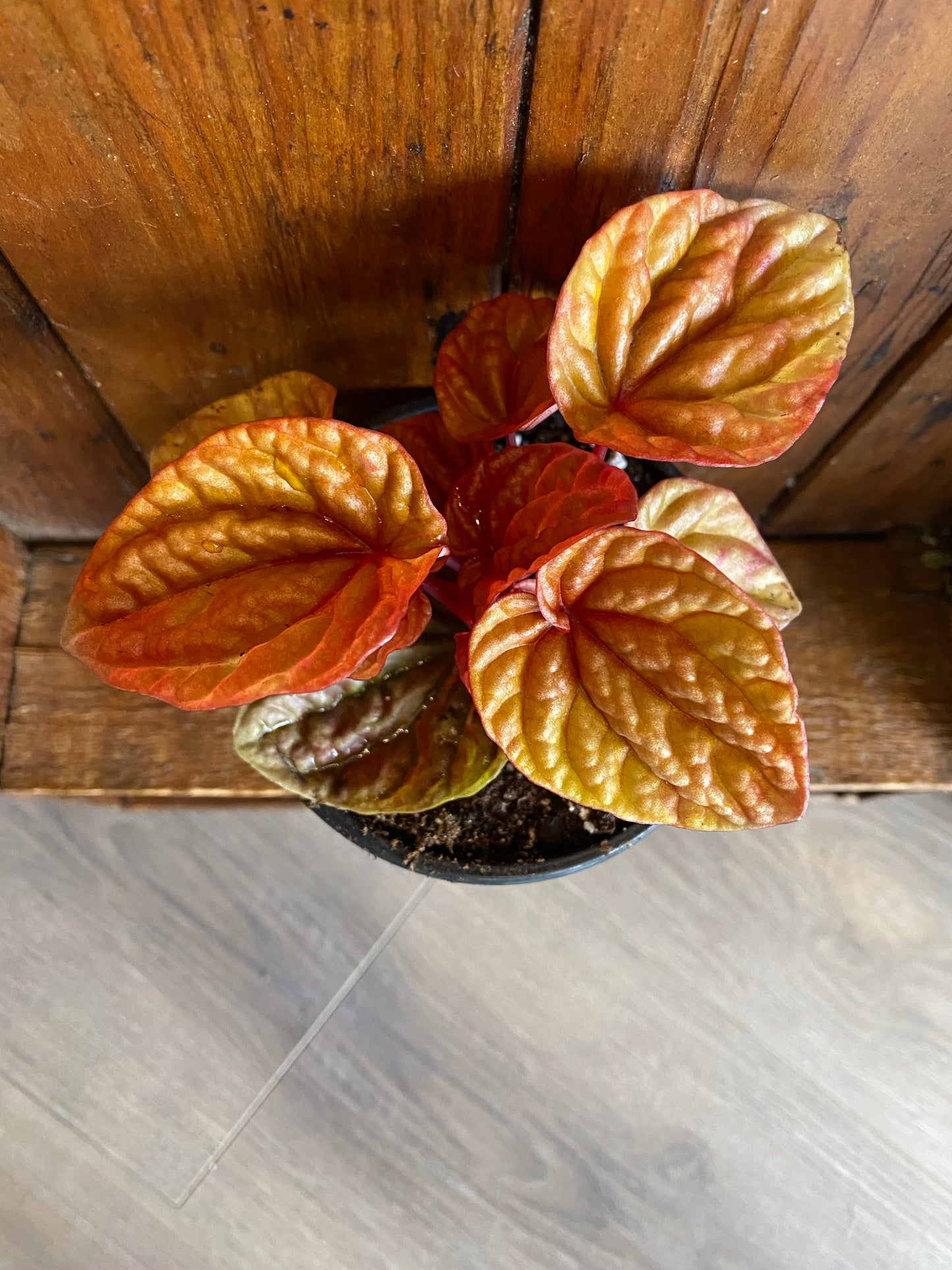 Peperomia Caperata - Quinto