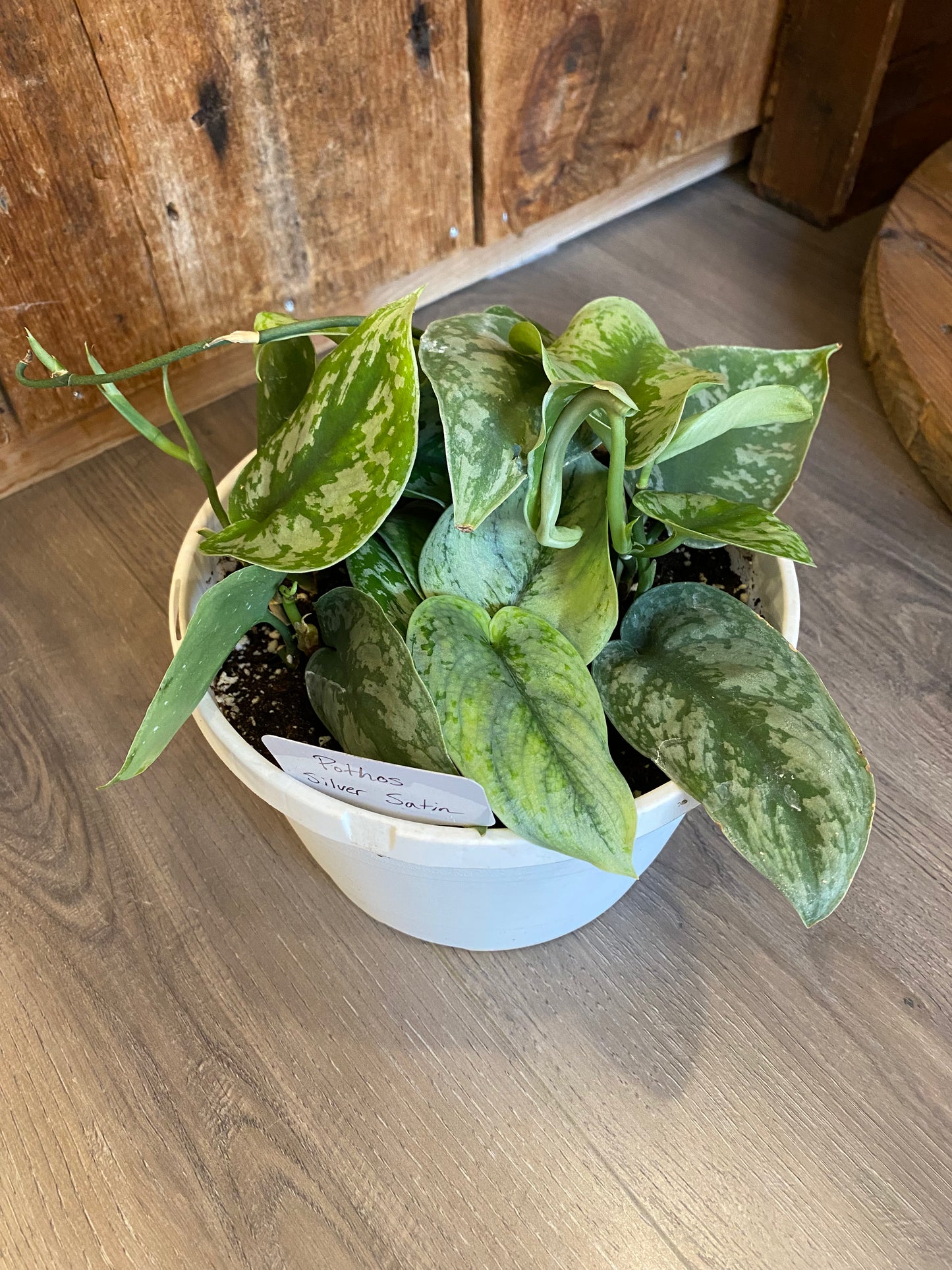 Pothos - Silver Satin