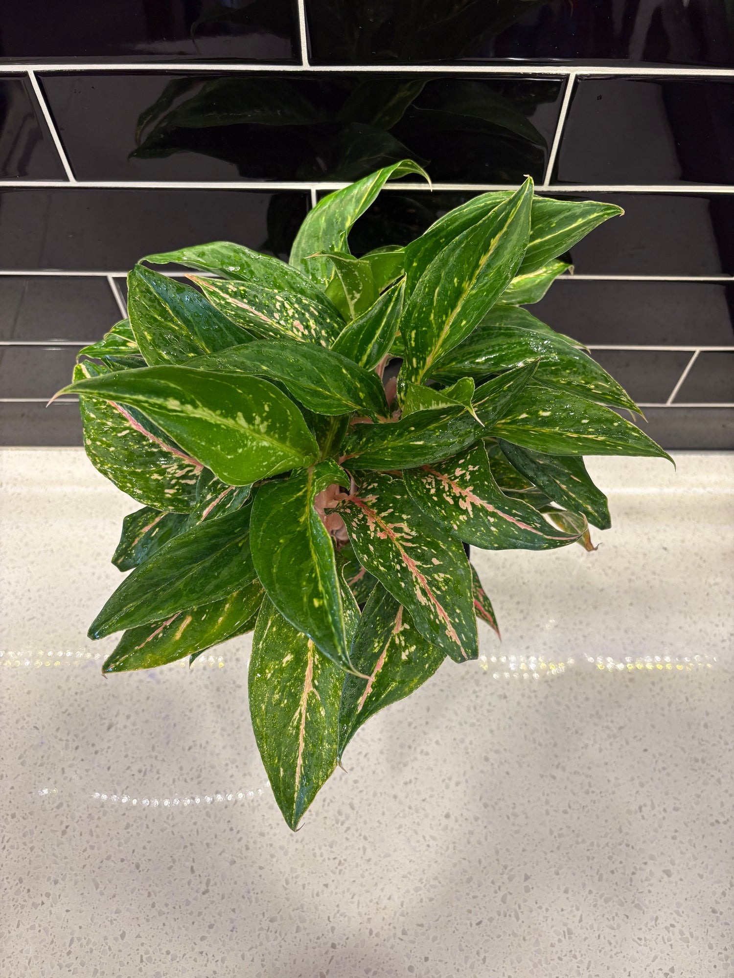 Chinese Evergreen- Sparkling Sarah
