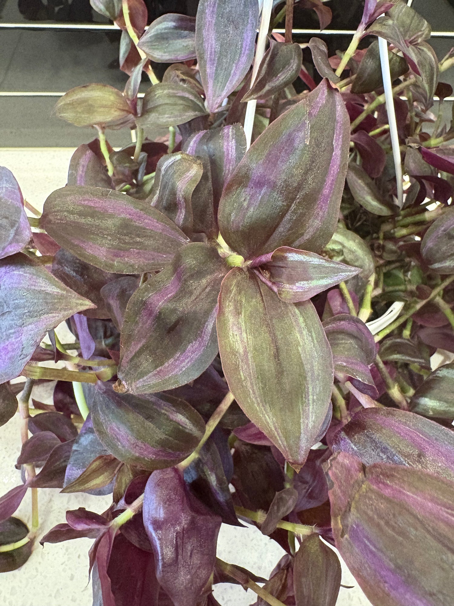 Tradescantia - Zebrina