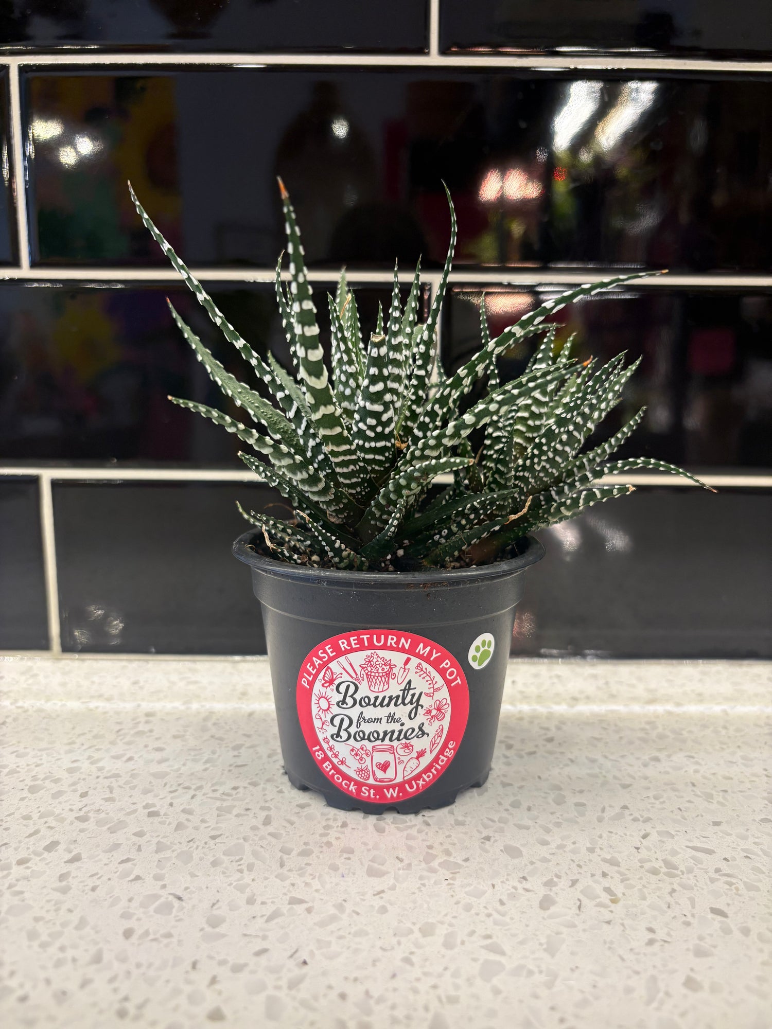 Haworthia - Attenuata 4"