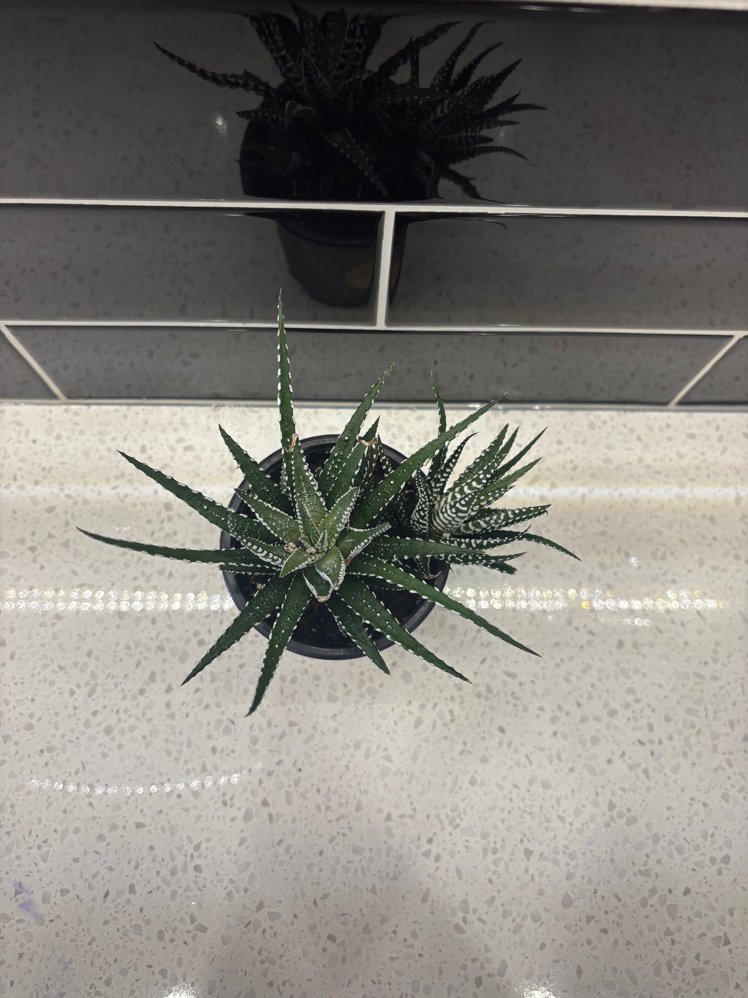 Haworthia - Attenuata 4"