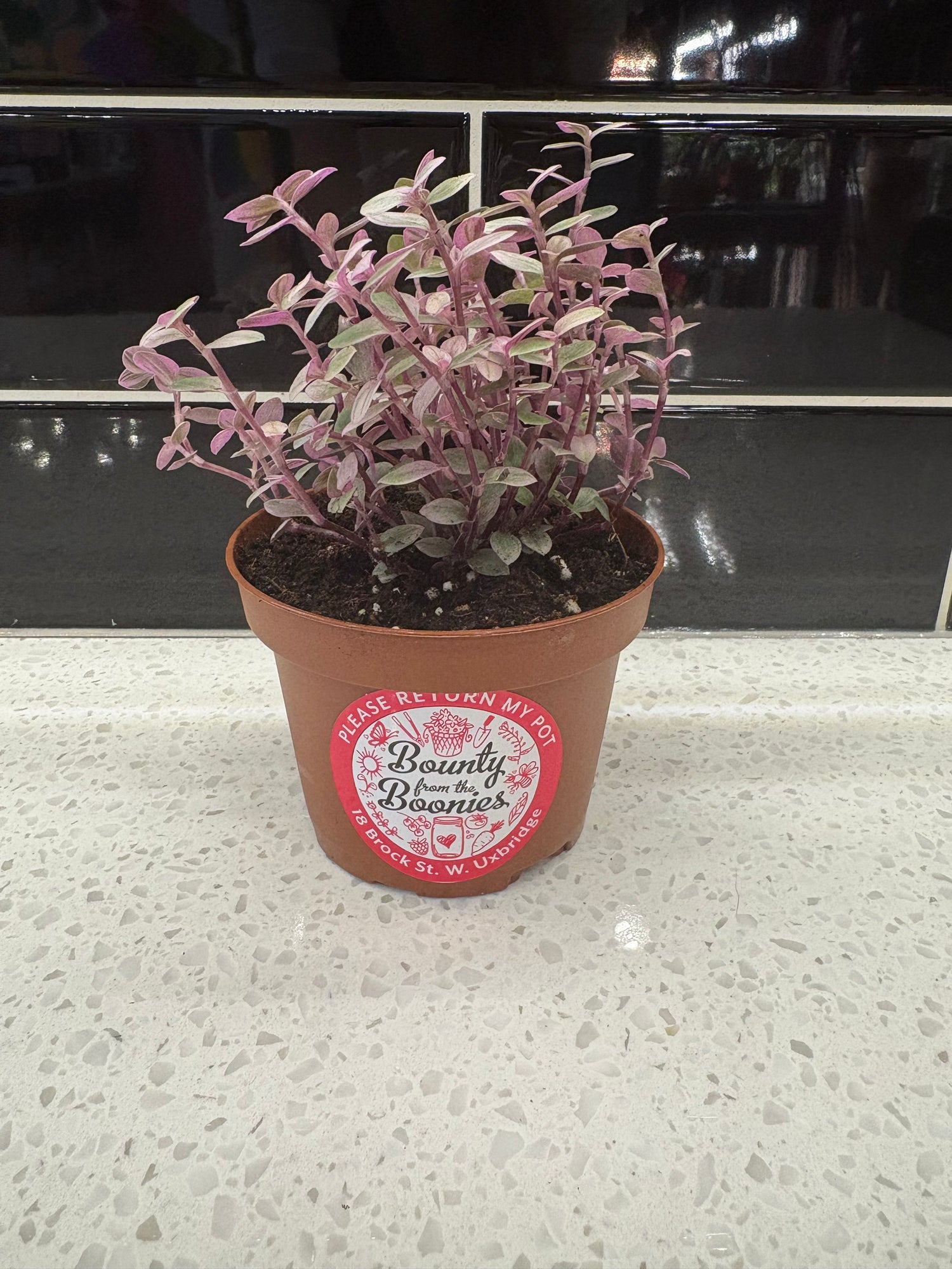 Turtle Vine Pink Lady