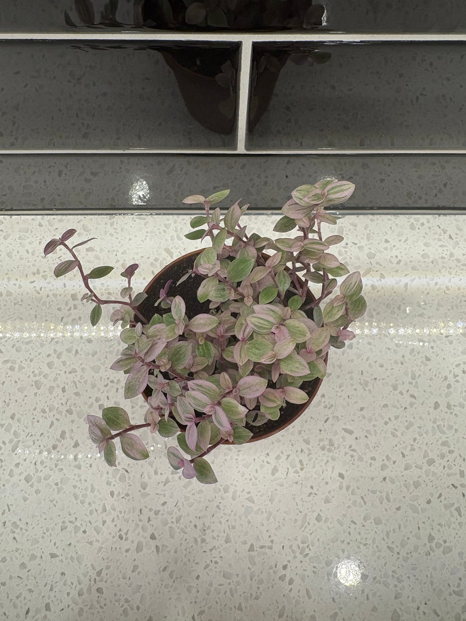 Turtle Vine Pink Lady
