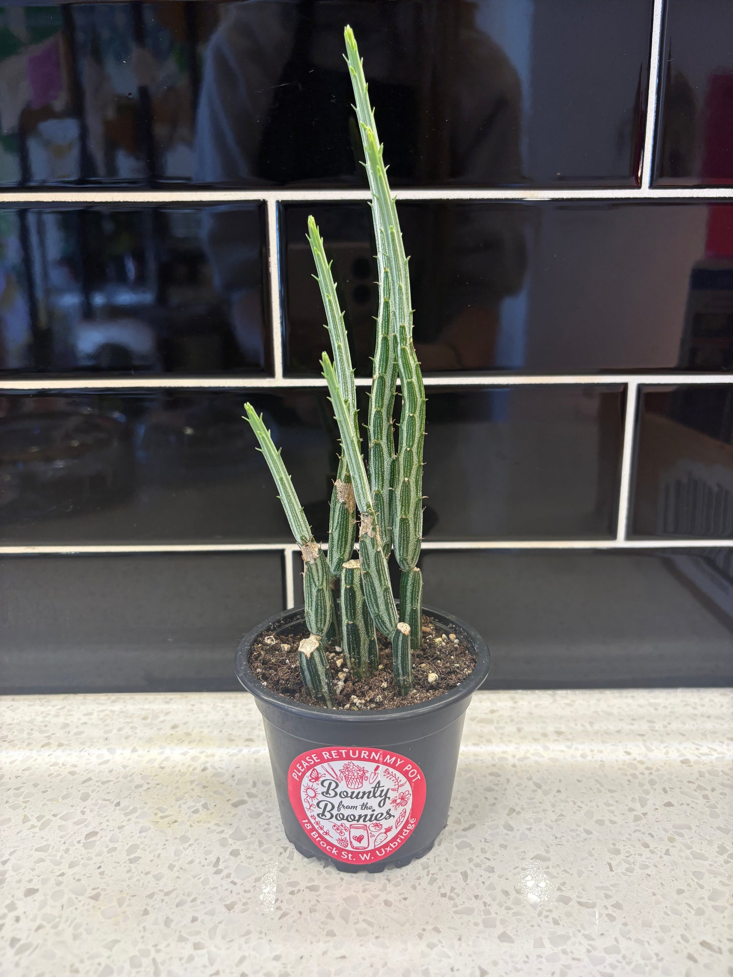 Pickle Cactus 4"