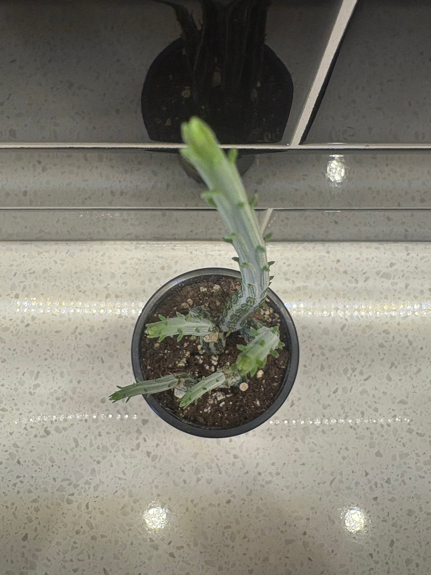 Pickle Cactus 4"