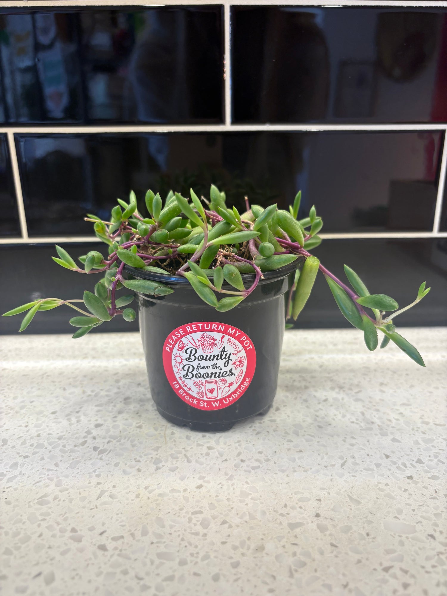 String of Bananas - Purple Flush 3”