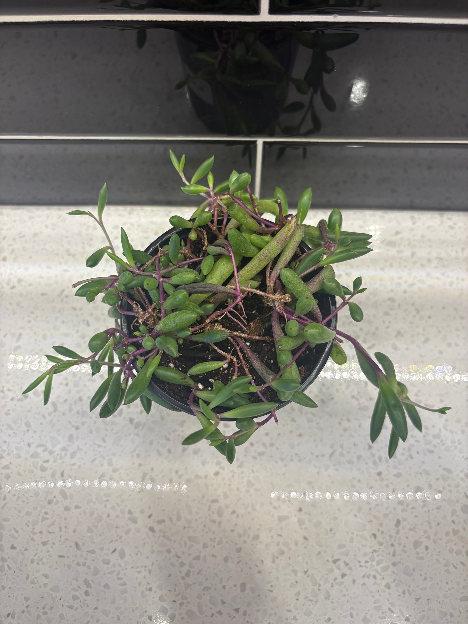 String of Bananas - Purple Flush 3”