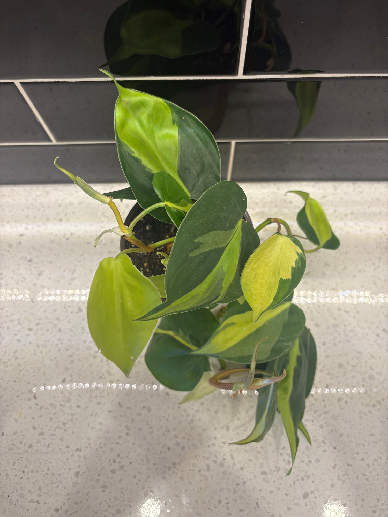 Philodendron - Brazil
