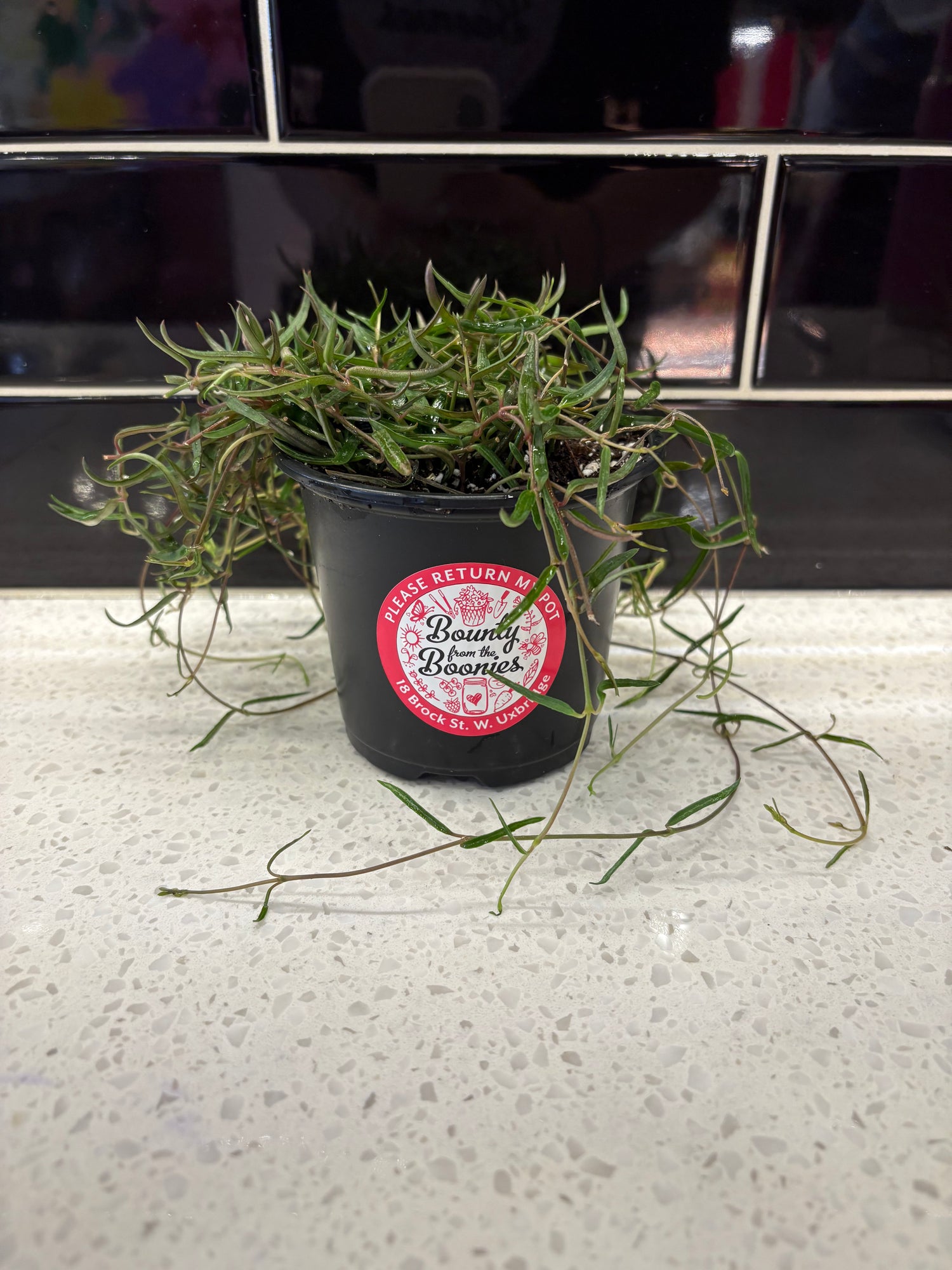 String of Needles 4”