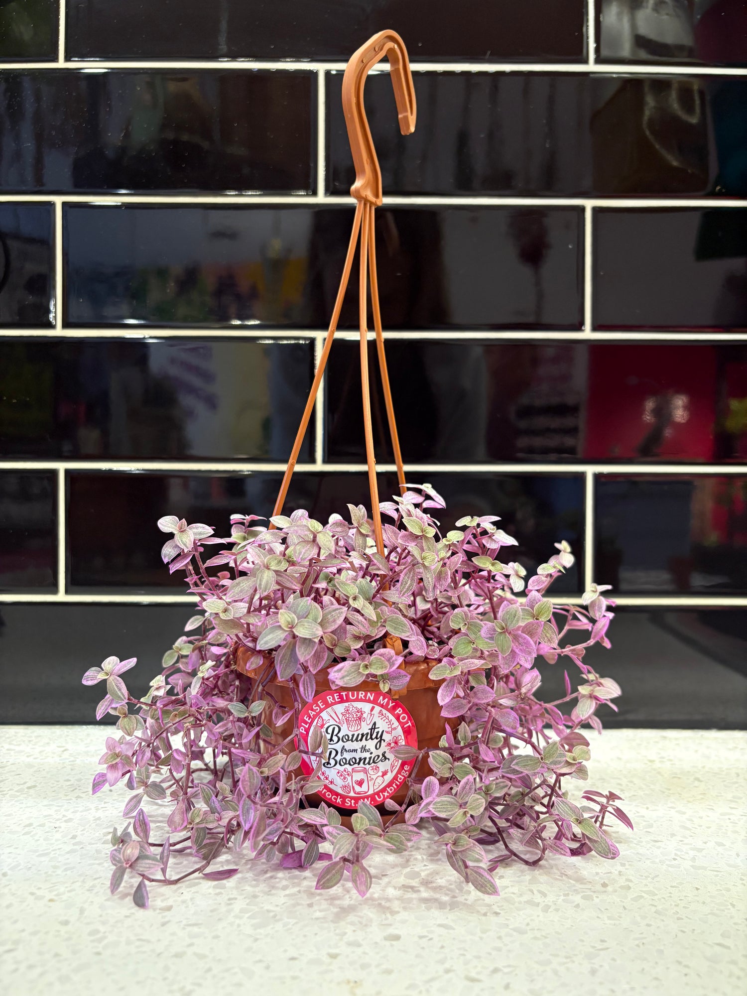 Turtle Vine Pink Lady 4” Hanging Pot