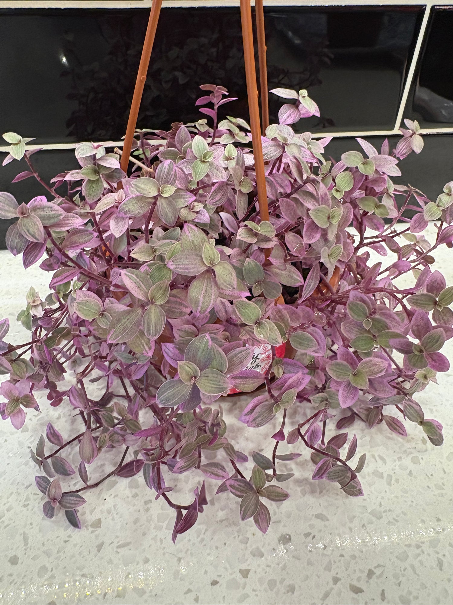 Turtle Vine Pink Lady 4” Hanging Pot