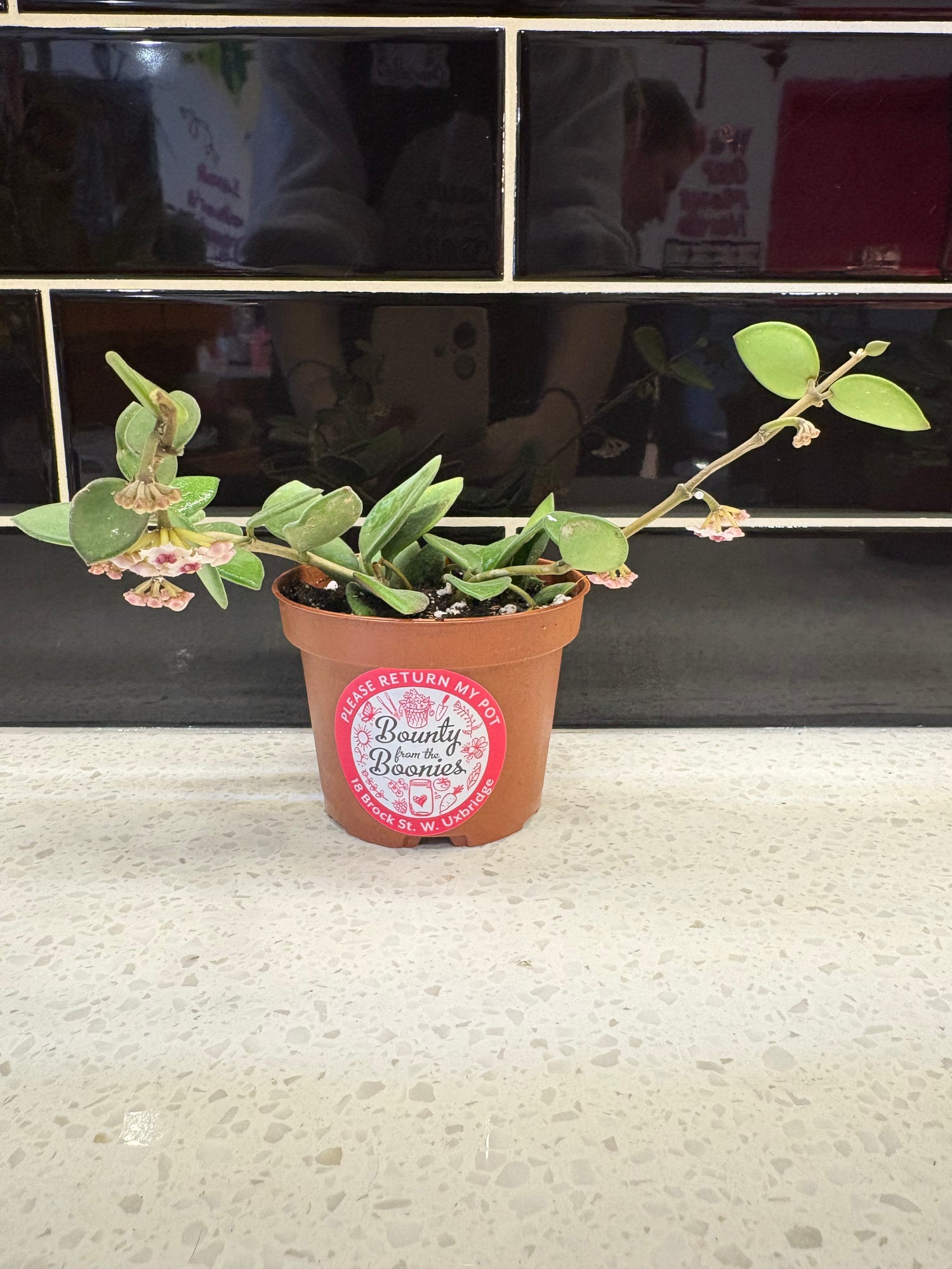 Hoya Nummularoides 3.5”
