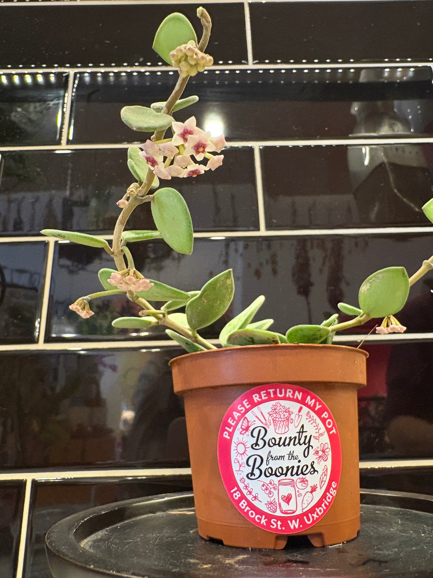 Hoya Nummularoides 3.5”