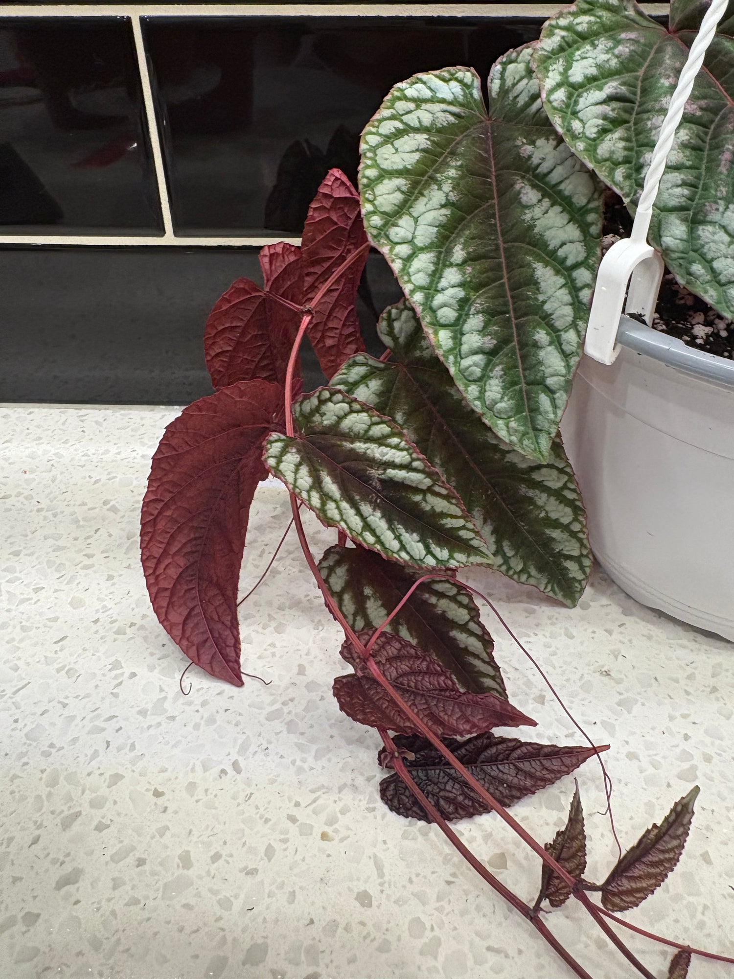 Cissus Discolour Vine 5”