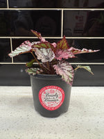 Rex Begonia