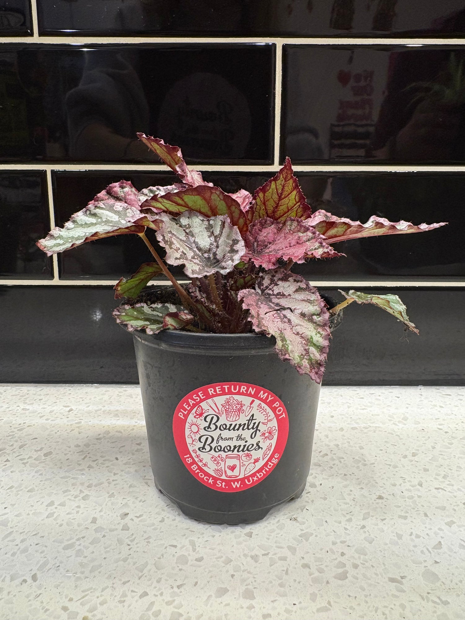 Rex Begonia