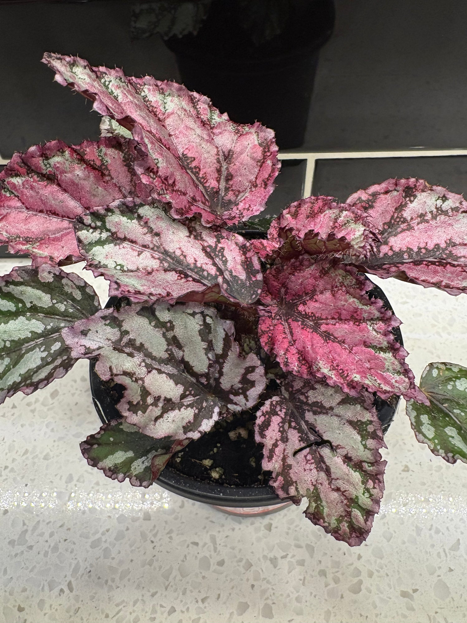 Rex Begonia