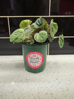 Peperomia Caperata Variegated