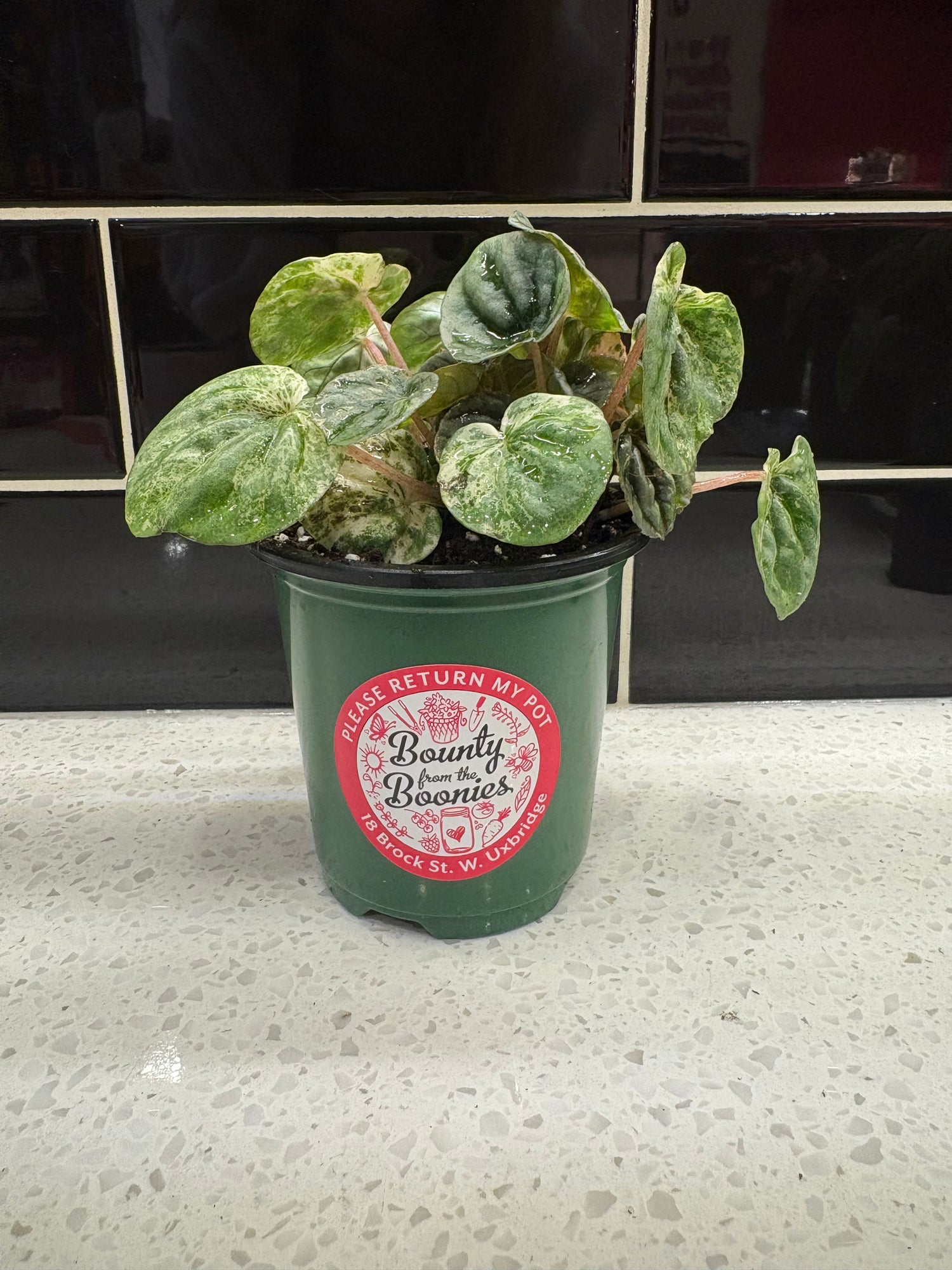 Peperomia Caperata Variegated
