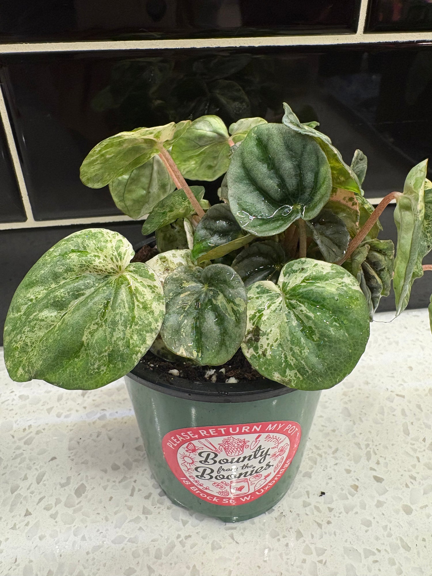 Peperomia Caperata Variegated