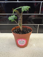 Alocasia Jacklyn 4”