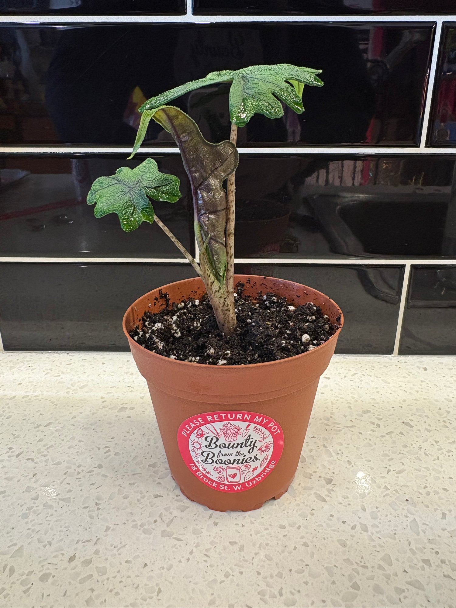 Alocasia Jacklyn 4”